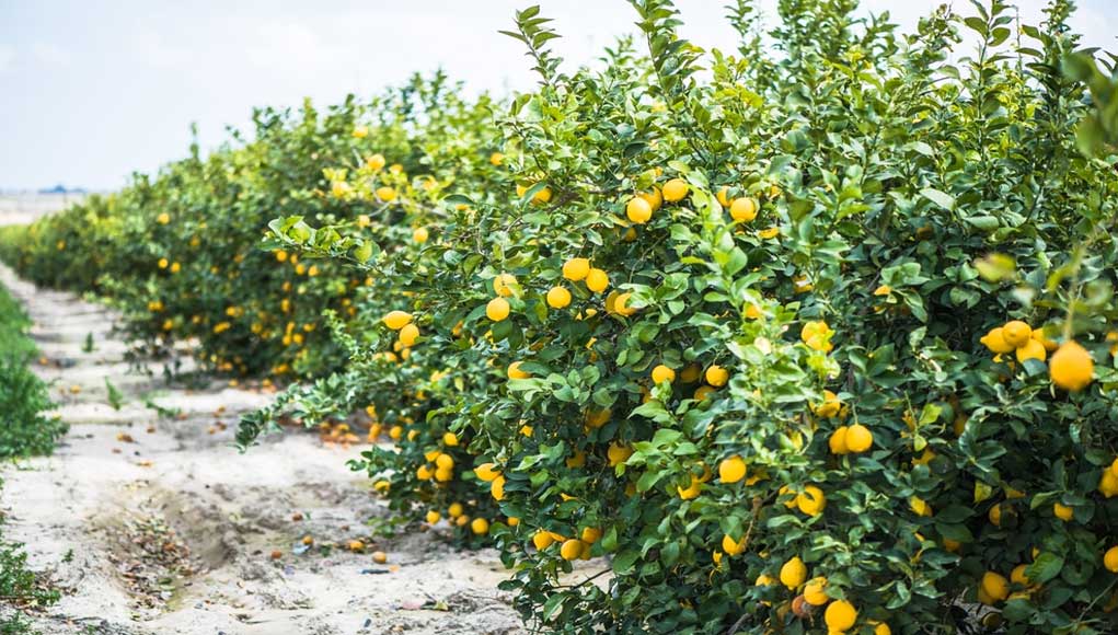 lemon tree farming